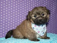 Rocky, a male Havaton for sale in Lyons, NE – Photo 1 of 10