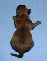 Rocky, a male Havaton for sale in Lyons, NE – Photo 8 of 8