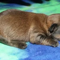 Rocky, a male Havaton for sale in Lyons, NE – Photo 9 of 10