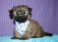 Rocky, a male Havaton for sale in Lyons, NE – Photo 2 of 10