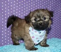 Rocky, a male Havaton for sale in Lyons, NE – Photo 3 of 10