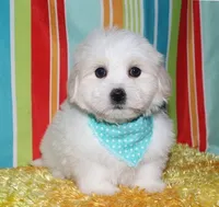 Milo, a male Coton de Tulear for sale in Lyons, NE – Photo 2 of 10