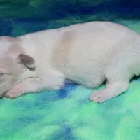 Milo, a male Coton de Tulear for sale in Lyons, NE – Photo 9 of 10