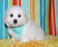 Milo, a male Coton de Tulear for sale in Lyons, NE – Photo 4 of 10