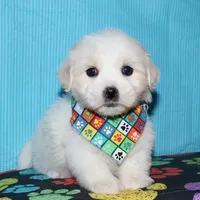 Milo, a male Coton de Tulear for sale in Lyons, NE – Photo 6 of 10