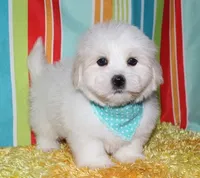 Milo, a male Coton de Tulear for sale in Lyons, NE – Photo 1 of 10