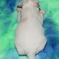 Milo, a male Coton de Tulear for sale in Lyons, NE – Photo 10 of 10