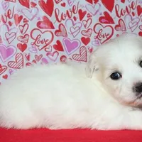 Milo, a male Coton de Tulear for sale in Lyons, NE – Photo 8 of 10