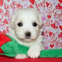 Milo, a male Coton de Tulear for sale in Lyons, NE – Photo 7 of 10
