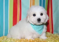 Milo, a male Coton de Tulear for sale in Lyons, NE – Photo 3 of 10