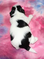 processed/da524858-4a23-4cb9-a676-86aec85860e9/listing/a35df605-8fce-449a-8cc1-2ed7d69802fb/9570737f-ac44-4fae-85e9-a03f8d3fe678