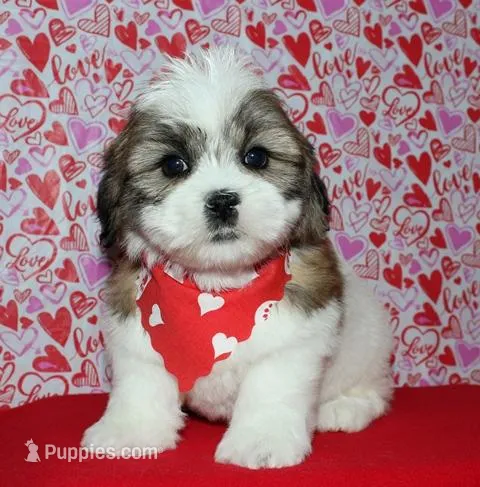 Griffen - Shih Tzu/Coton