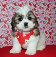 Griffen - Shih Tzu/Coton, a male Coton de Tulear and Shih Tzu for sale in Lyons, NE – Photo 1 of 10