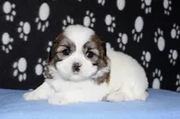 Griffen - Shih Tzu/Coton, a male Coton de Tulear and Shih Tzu for sale in Lyons, NE – Photo 6 of 10