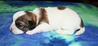 Griffen - Shih Tzu/Coton, a male Coton de Tulear and Shih Tzu for sale in Lyons, NE – Photo 9 of 10