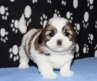 Griffen - Shih Tzu/Coton, a male Coton de Tulear and Shih Tzu for sale in Lyons, NE – Photo 7 of 10