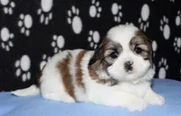 Griffen - Shih Tzu/Coton, a male Coton de Tulear and Shih Tzu for sale in Lyons, NE – Photo 5 of 10