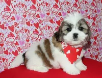 Griffen - Shih Tzu/Coton, a male Coton de Tulear and Shih Tzu for sale in Lyons, NE – Photo 4 of 10