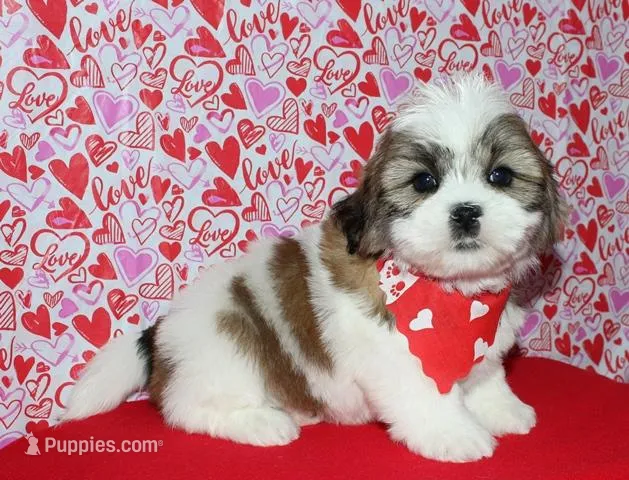 Griffen - Shih Tzu/Coton