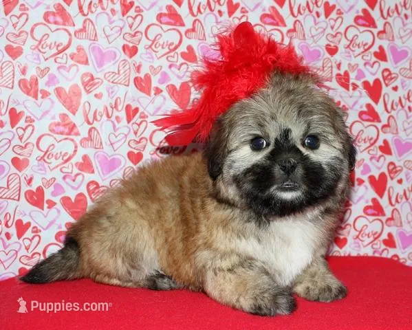 Goldie - Shih Tzu/Coton