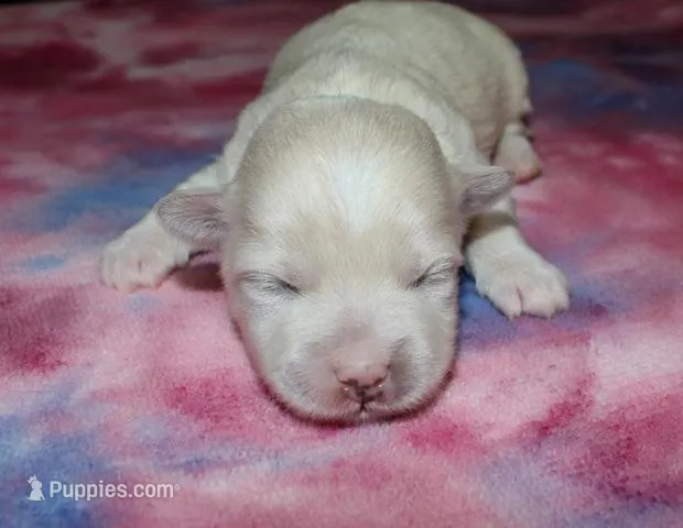 Olive - Havaton – Havaton puppy for sale in Lyons, NE