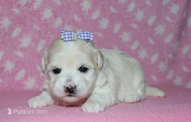 Olive - Havaton – Havaton puppy for sale in Lyons, NE