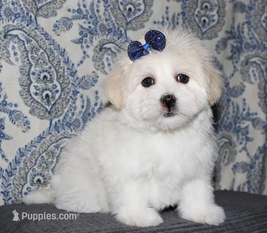 Olive - Havaton – Havaton puppy for sale in Lyons, NE