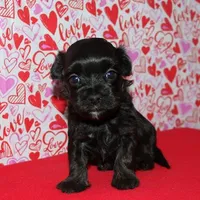 Kellen, a male Havanese for sale in Lyons, NE – Photo 8 of 10