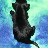 Kellen, a male Havanese for sale in Lyons, NE – Photo 9 of 10