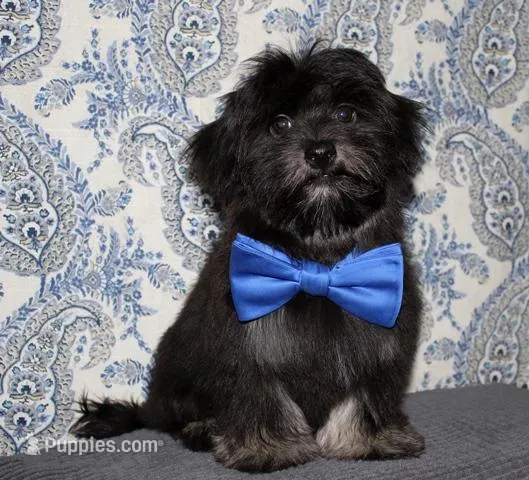 Kellen – Havanese puppy for sale in Lyons, NE