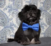 Kellen, a male Havanese for sale in Lyons, NE – 1 of 10