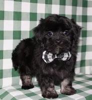Kellen, a male Havanese for sale in Lyons, NE – Photo 3 of 10