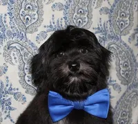 Kellen, a male Havanese for sale in Lyons, NE – 3 of 10