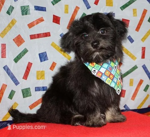 Kellen – Havanese puppy for sale in Lyons, NE