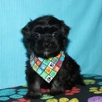 Kellen, a male Havanese for sale in Lyons, NE – Photo 6 of 10