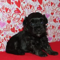 Kellen, a male Havanese for sale in Lyons, NE – Photo 7 of 10