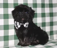 Kellen, a male Havanese for sale in Lyons, NE – Photo 4 of 10