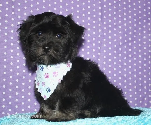 Kellen – Havanese puppy for sale in Lyons, NE