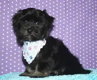 Kellen, a male Havanese for sale in Lyons, NE – 6 of 10