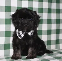 Kellen, a male Havanese for sale in Lyons, NE – Photo 2 of 10