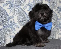 Kellen, a male Havanese for sale in Lyons, NE – 4 of 10