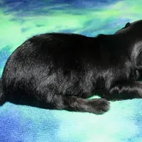 Kellen, a male Havanese for sale in Lyons, NE – Photo 10 of 10