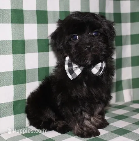 Kellen – Havanese puppy for sale in Lyons, NE