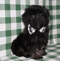 Kellen, a male Havanese for sale in Lyons, NE – Photo 1 of 10