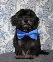 Kellen, a male Havanese for sale in Lyons, NE – 2 of 10