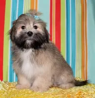 Reece - Havaton, a female Havaton for sale in Lyons, NE – Photo 1 of 10