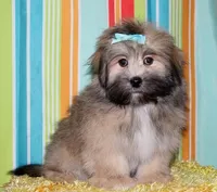 Reece - Havaton, a female Havaton for sale in Lyons, NE – Photo 2 of 10