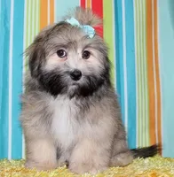 Reece - Havaton, a female Havaton for sale in Lyons, NE – Photo 4 of 10