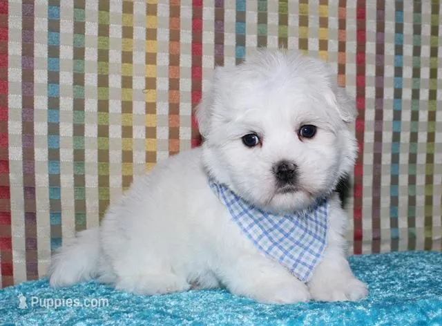 Linus – Coton de Tulear puppy for sale in Lyons, NE