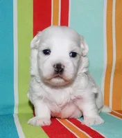 Linus, a male Coton de Tulear for sale in Lyons, NE – Photo 4 of 8